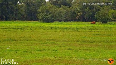 Southwest Florida River Wildlife Live Cams - Aug 15, 2026, 5:50pm EDT