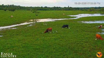 Southwest Florida River Wildlife Live Cams - Aug 28, 2026, 8:13pm EDT