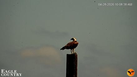 Southwest Florida River Wildlife Live Cams - Apr 28, 2026, 10:11am EDT