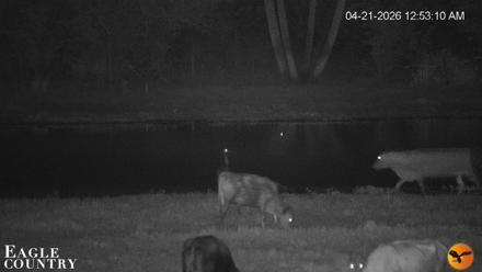 Southwest Florida River Wildlife Live Cams - Apr 21, 2026, 12:53am EDT