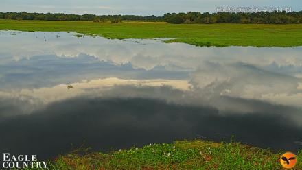 Southwest Florida River Wildlife Live Cams - Sep 29, 2026, 5:47pm EDT
