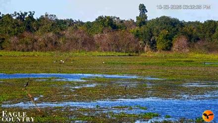 Southwest Florida River Wildlife Live Cams - Oct 23, 2026, 3:33pm EDT