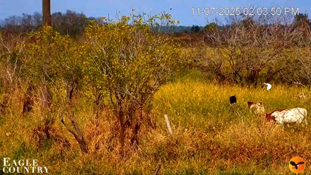 Southwest Florida River Wildlife Live Cams - Nov 7, 2025, 2:04pm EST