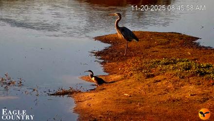 Southwest Florida River Wildlife Live Cams - Nov 20, 2025, 8:47am EST