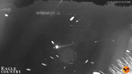 Southwest Florida River Wildlife Live Cams - Oct 20, 2026, 7:47pm EDT