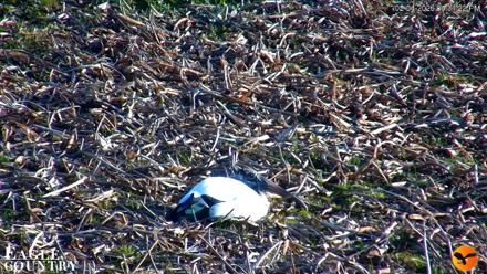 Southwest Florida River Wildlife Live Cams - Feb 4, 2026, 9:06pm EST