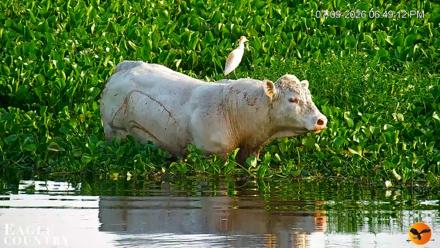 Southwest Florida River Wildlife Live Cams - Jul 9, 2026, 7:44pm EDT
