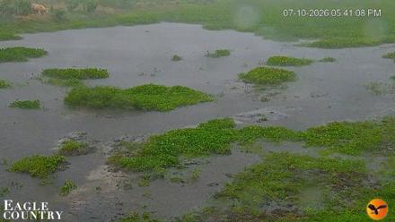Southwest Florida River Wildlife Live Cams - Jul 10, 2026, 5:42pm EDT