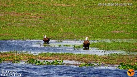 Southwest Florida River Wildlife Live Cams - May 9, 2026, 4:06pm EDT