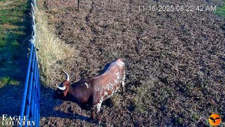 Southwest Florida River Wildlife Live Cams - Nov 16, 2025, 8:23am EST