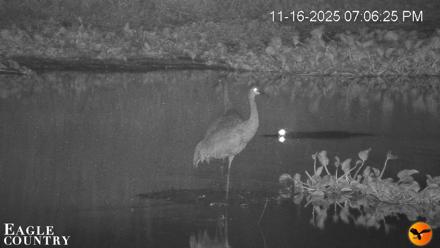Southwest Florida River Wildlife Live Cams - Nov 16, 2025, 8:36pm EST
