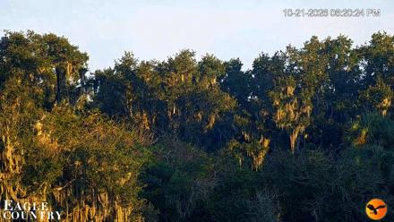 Southwest Florida River Wildlife Live Cams - Oct 21, 2026, 6:21pm EDT