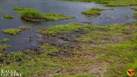Southwest Florida River Wildlife Live Cams - Jul 3, 2026, 1:01pm EDT