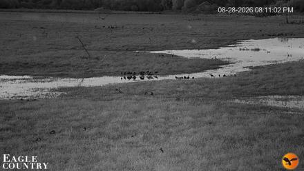 Southwest Florida River Wildlife Live Cams - Aug 28, 2026, 8:11pm EDT
