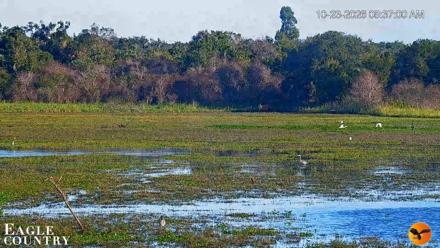 Southwest Florida River Wildlife Live Cams - Oct 23, 2026, 8:37am EDT