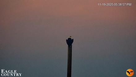 Southwest Florida River Wildlife Live Cams - Nov 19, 2025, 6:07pm EST