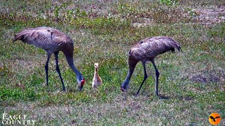 Southwest Florida River Wildlife Live Cams - Apr 22, 2026, 1:13pm EDT