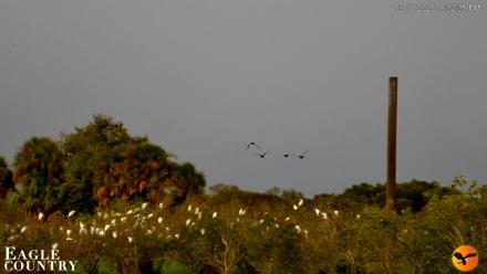 Southwest Florida River Wildlife Live Cams - Sep 11, 2026, 6:33pm EDT