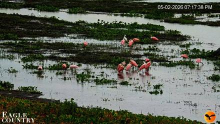Southwest Florida River Wildlife Live Cams - May 2, 2026, 7:48pm EDT