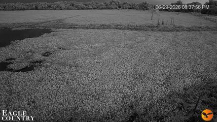 Southwest Florida River Wildlife Live Cams - Jun 29, 2026, 8:38pm EDT
