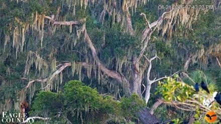 Southwest Florida River Wildlife Live Cams - Aug 21, 2026, 7:44pm EDT