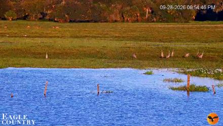 Southwest Florida River Wildlife Live Cams - Sep 28, 2026, 6:55pm EDT
