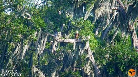 Southwest Florida River Wildlife Live Cams - May 6, 2026, 5:33pm EDT