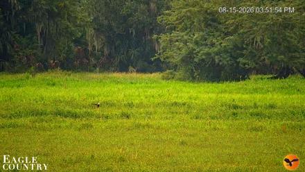 Southwest Florida River Wildlife Live Cams - Aug 15, 2026, 5:51pm EDT