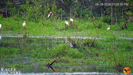 Southwest Florida River Wildlife Live Cams - Aug 28, 2026, 3:11pm EDT