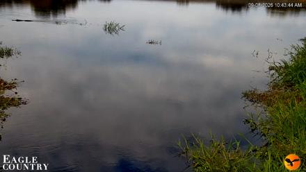 Southwest Florida River Wildlife Live Cams - Sep 8, 2026, 10:44am EDT