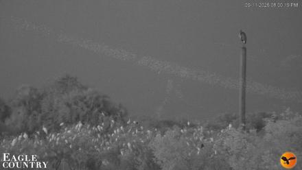 Southwest Florida River Wildlife Live Cams - Sep 11, 2026, 8:00pm EDT