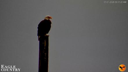 Southwest Florida River Wildlife Live Cams - Mar 1, 2026, 9:03am EST