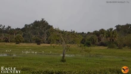 Southwest Florida River Wildlife Live Cams - Sep 9, 2026, 5:09pm EDT