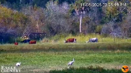 Southwest Florida River Wildlife Live Cams - Nov 8, 2025, 2:26pm EST