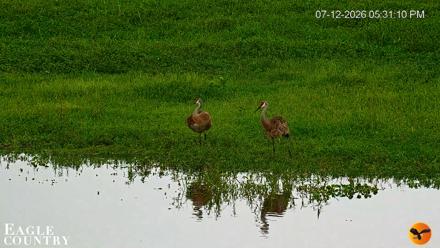 Southwest Florida River Wildlife Live Cams - Jul 12, 2026, 5:31pm EDT
