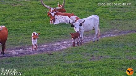 Southwest Florida River Wildlife Live Cams - May 5, 2026, 8:04pm EDT