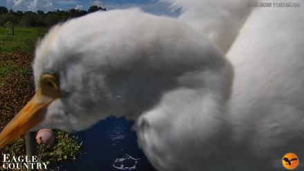 Southwest Florida River Wildlife Live Cams - Sep 4, 2026, 11:08am EDT