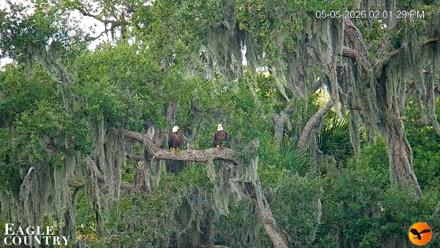 Southwest Florida River Wildlife Live Cams - May 5, 2026, 2:02pm EDT