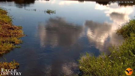 Southwest Florida River Wildlife Live Cams - Sep 21, 2026, 5:18pm EDT