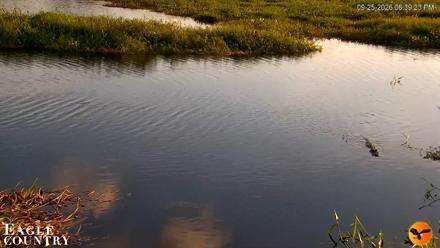 Southwest Florida River Wildlife Live Cams - Sep 25, 2026, 6:39pm EDT