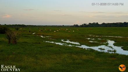 Southwest Florida River Wildlife Live Cams - Jul 11, 2026, 7:15pm EDT