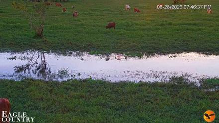 Southwest Florida River Wildlife Live Cams - Aug 28, 2026, 7:47pm EDT