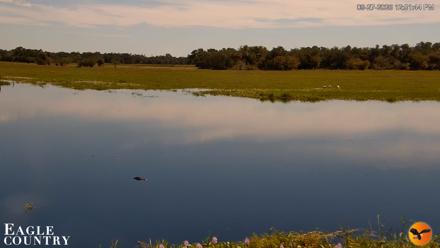 Southwest Florida River Wildlife Live Cams - Sep 27, 2026, 12:51pm EDT
