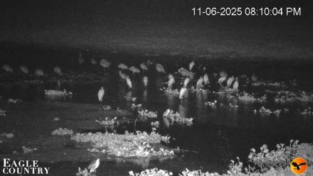 Southwest Florida River Wildlife Live Cams - Nov 6, 2025, 8:11pm EST