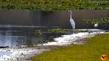 Southwest Florida River Wildlife Live Cams - Jan 13, 2026, 3:26pm EST