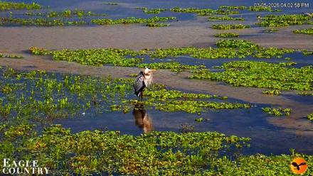 Southwest Florida River Wildlife Live Cams - Mar 5, 2026, 4:03pm EST