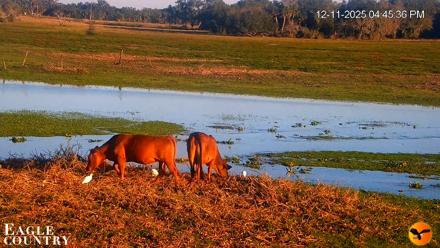 Southwest Florida River Wildlife Live Cams - Dec 11, 2025, 6:24pm EST
