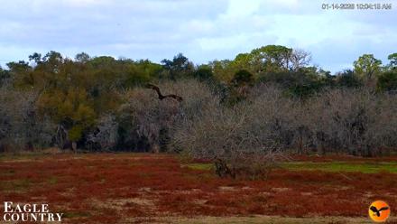 Southwest Florida River Wildlife Live Cams - Jan 14, 2026, 10:05am EST