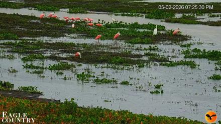 Southwest Florida River Wildlife Live Cams - May 2, 2026, 7:47pm EDT