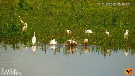 Southwest Florida River Wildlife Live Cams - Jul 12, 2026, 2:07pm EDT